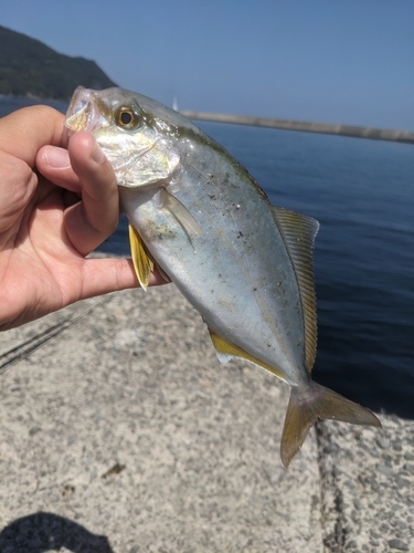 ネリゴの釣果