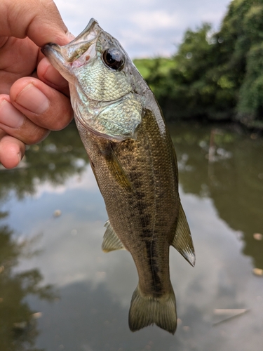 ラージマウスバスの釣果