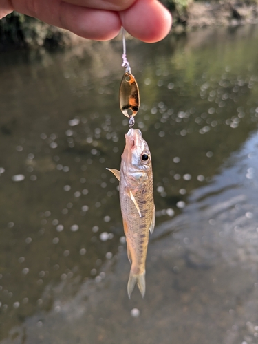 カマツカの釣果