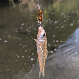 カマツカ