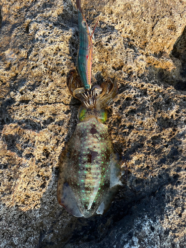 アオリイカの釣果