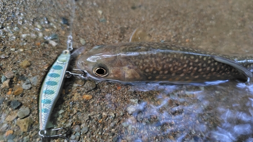 イワナの釣果