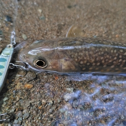 イワナ