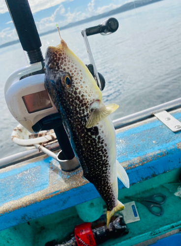 ショウサイフグの釣果