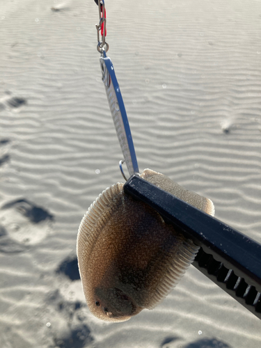 シタビラメの釣果