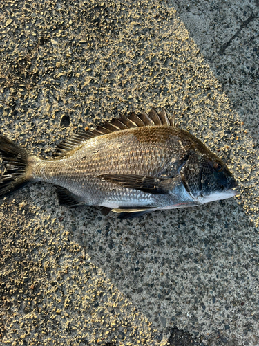 クロダイの釣果