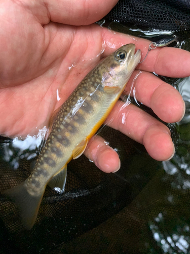 ニッコウイワナの釣果