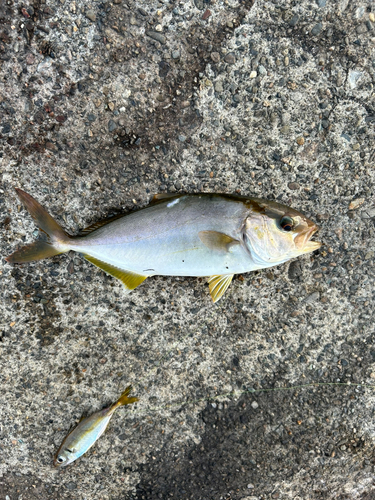 シオの釣果