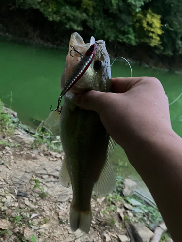 ブラックバスの釣果