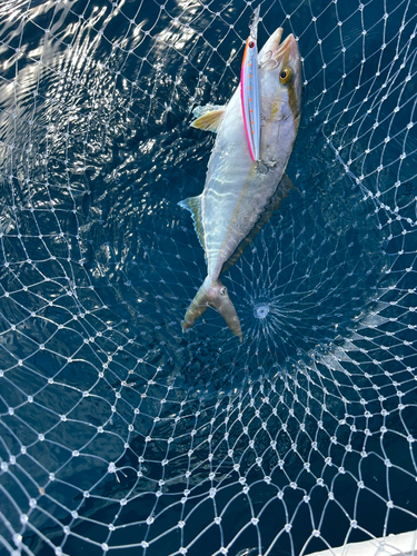 ショゴの釣果