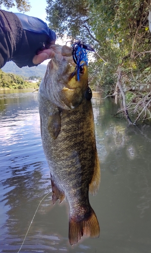 スモールマウスバスの釣果