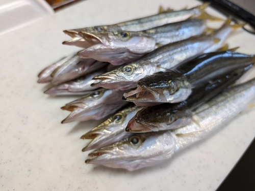 カマスの釣果