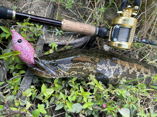 ライギョの釣果