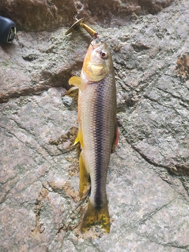 カワムツの釣果