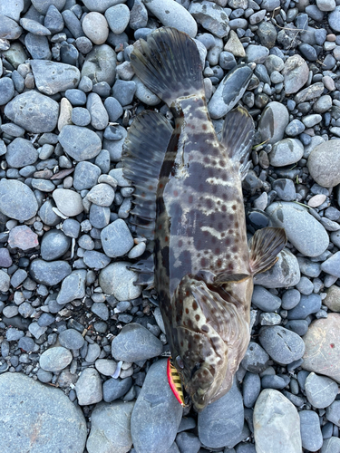 チャイロマルハタの釣果