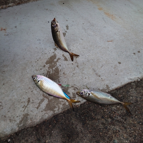 マアジの釣果