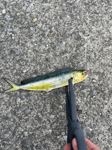 シイラの釣果