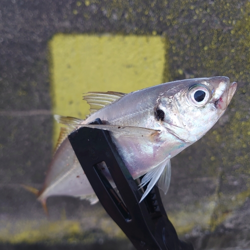 マアジの釣果