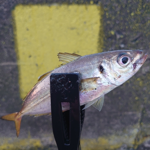 マアジの釣果