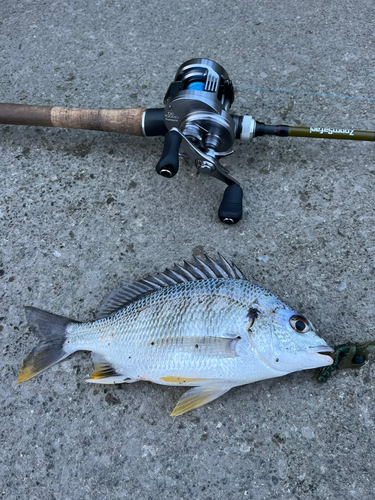 キビレの釣果