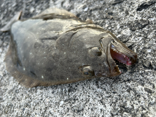 ヒラメの釣果