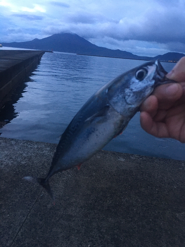 ソウダガツオの釣果