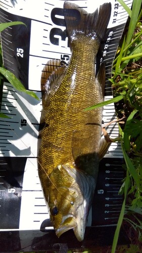 スモールマウスバスの釣果