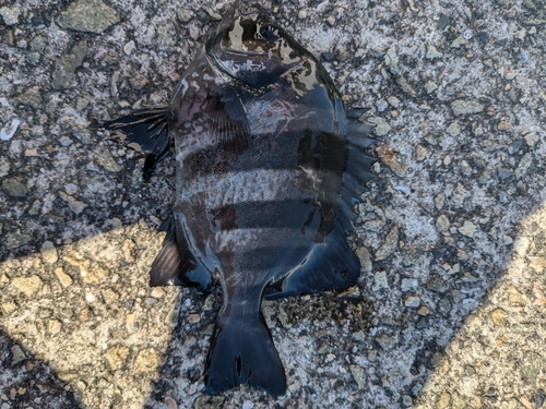 イシダイの釣果