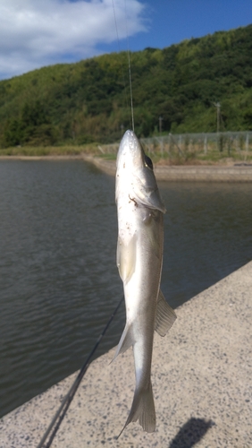 セイゴ（マルスズキ）の釣果