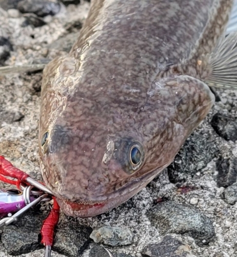 エソの釣果