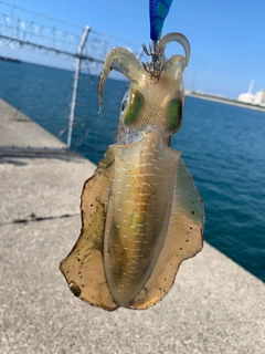 アオリイカの釣果