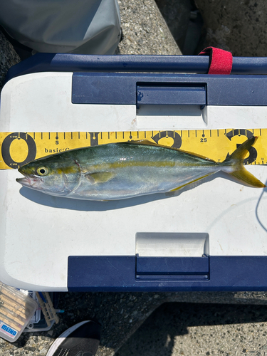 ツバスの釣果