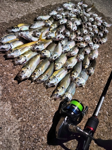 アジの釣果