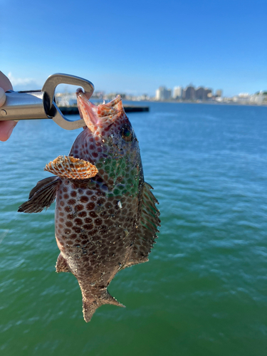 オオモンハタの釣果