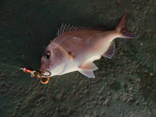 マダイの釣果