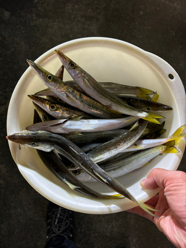 カマスの釣果