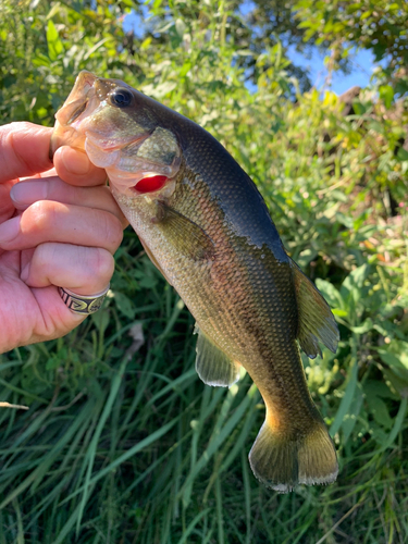 ラージマウスバスの釣果