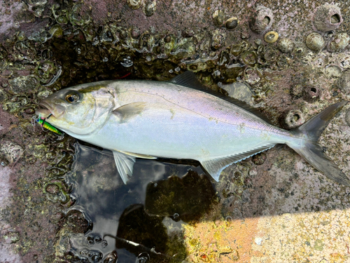 シオの釣果