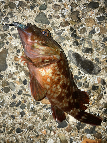 カサゴの釣果