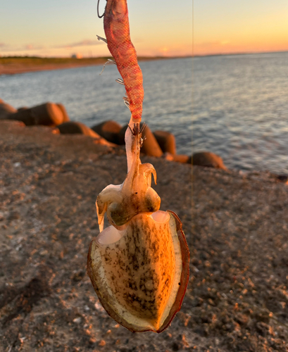 コウイカの釣果