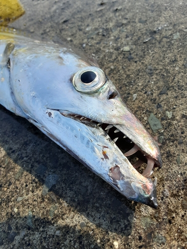 タチウオの釣果