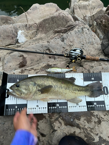 ブラックバスの釣果