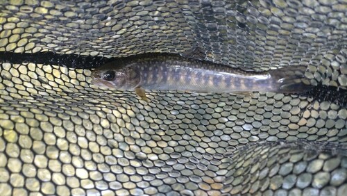 ニッコウイワナの釣果