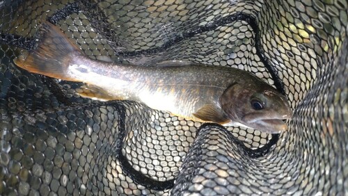 ニッコウイワナの釣果