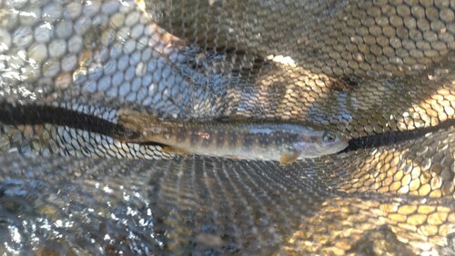 ニッコウイワナの釣果