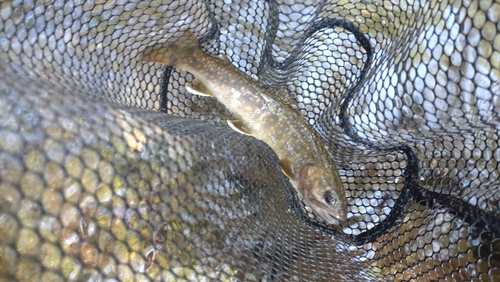 ニッコウイワナの釣果