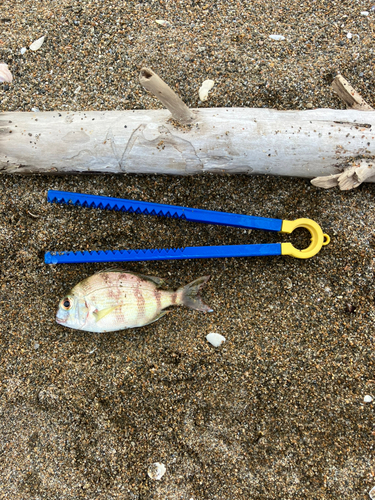 チャリコの釣果