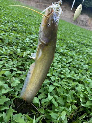 ナマズの釣果