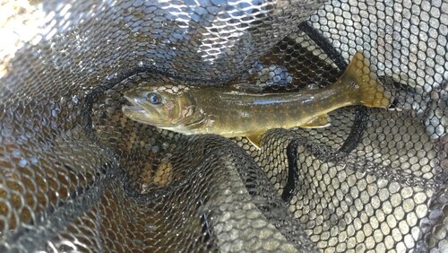 ニッコウイワナの釣果