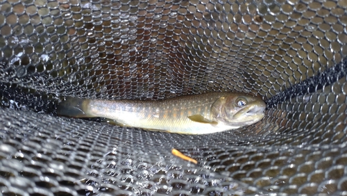 ニッコウイワナの釣果